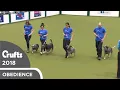 Obreedience - The Blue Heelers Crufts 2018