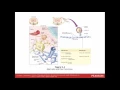 Nervous System The Body s Control Center