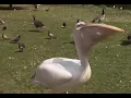 Lagu Pelican swallows a duck