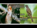 Download Lagu suara burung sikatan londo \u0026 kapas tembak mp3 untuk masteran #masteran #sikatanlondo #kapastembak