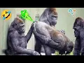Gorilla Kocak Core 🤣Hewan Lucu Bikin Gak Kuat Ngakak Ketika Gorilla Ngelawak 😂Funny Animal Videos 😍