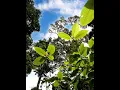 Download Lagu Dj ed kedah memory daun ketum