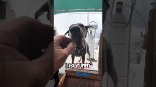 Yummy treats ! .. #fyp #dream #vlog #doberman #pets