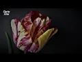 Patah Seribu - Shila Amzah (Lyrics) (Lagu Throwback #2)