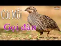 Download Lagu Tiếng Chim Cút Mồi Kêu Chuẩn Gọi Đàn MP3