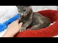 MARMALADE DILUTE TORTIE 9142021