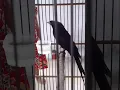 Download Lagu viral anak kecil yang pandai menirukan suara burung srigunting. https://youtu.be/HHB7vC892WU