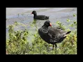 Panggilan Burung Moorhen