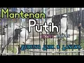 Mantenan Putih || Review Perbedaan Jantan/Betina Burung Unik Nan Langka, Edukasi Untuk Pemula.