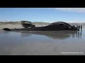 Rare Fin Whale Stranding in South Africa Scientists Investigate a 23m Ocean Giant