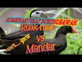 Download Lagu suara pikat kombinasi ruak-ruak \u0026 mandar cocok siang atau malam hari #pikat #burung #sawah