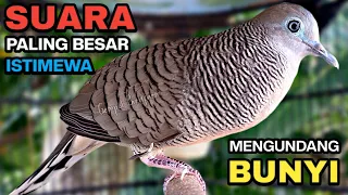 perkutut lokal gacor suara kung besar pancingan burung perkutut agar bunyi 
