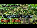 Lagu Kopi Stek akan segera ditinggalkan ! Pindah ke Pola tanam kopi sistem pagar