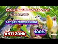 Download Lagu SUARA PIKAT BURCIL KOMBINASI ANAKAN KUTILANG SANGAT AMPUH ANTI ZONK 5 MENIT LANGSUNG NYAUT