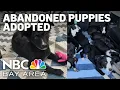 All 16 Livermore abandoned puppies have been adopted shelter says