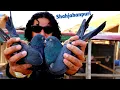 Lagu Shahjahanpuri Kabootar|Hare Kabootar|Neele Kabootar Shahjahanpur Pigeon|