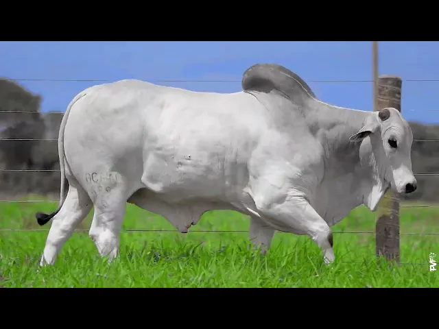 Touro Nelore ACNN - 659