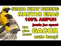 Download Lagu SUARA MASTERAN PIKAT BURUNG MANYAR