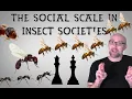 Download Lagu The Social Lives of Insects Ep1: The Social Scale