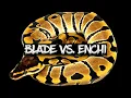 The Blade vs Enchi Ball Python