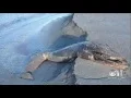 Dead Fin Whale Discovered Near Anchorage