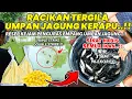 Download Lagu RACIKAN TERGILA UMPAN JAGUNG PENGURAS EMPANG !! TANPA BOMAN IKAN NGUMPUL SEMUA LEMPAR MAKAN ❗❗