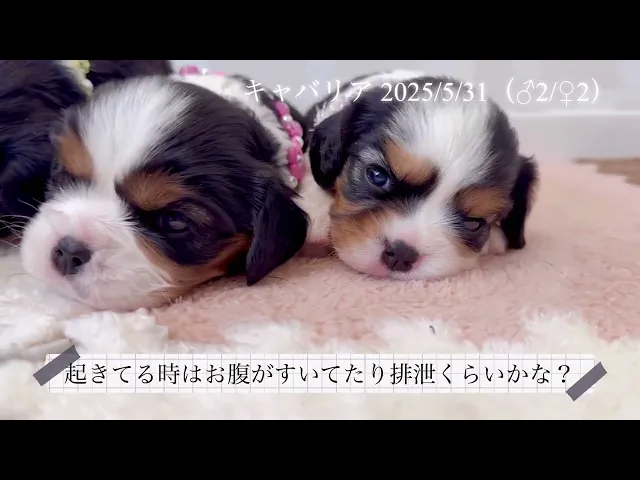 動画