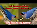 suara pikat burung rambatan jantan dan betina ampuh pikat burung liar anti zonk jejak si thole jt8