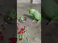 Download Lagu talking parrot felling angry 👿😡😡 #parrot #talkingparot #funny #nonstoptalkingparrot #talkingbird