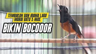 tembakan dan irama lagu murai batu ini melatih gacor gak mau diem