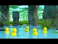 🦆 Five Little Ducks 🦆 Nursery Rhymes - Baby Songs and Kids Songs from LooLoo Kids