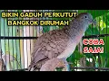 Download Lagu PANCINGAN PERKUTUT BANGKOK GACOR AMPUH BIKIN GADUH SEMUA PERKUTUT BANGKOK DIRUMAH 