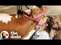 700-pound Cow Still Thinks She s Her Mom s Baby The Dodo