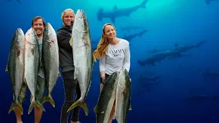 Spearfishing Kingfish & Swimming with Hammerhead Sharks – An Epic Day’s Diving (UAA) Ep.22