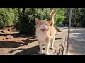 Download Lagu Leo the cat talks to us with his unique meow