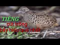 Download Lagu Tiếng cút rừng trống bẩy hiệu quả nhất 2020