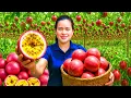 Download Lagu Panen Markisa Matang untuk Dijual di Pasar – Bikin Camilan Segar Musim Panas untuk Keluarga