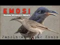 Download Lagu hitungan menit dijamin cucak kombo manapun langsung emosi dengan suara ini