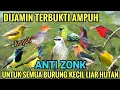 Download Lagu Baru❗Suara pikat semua burung kecil liar asli alam 😱 viral