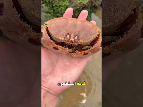 أغرب ما حدث أثناء رحلة الصيد 😱