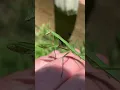 Praying Mantis Vs Human