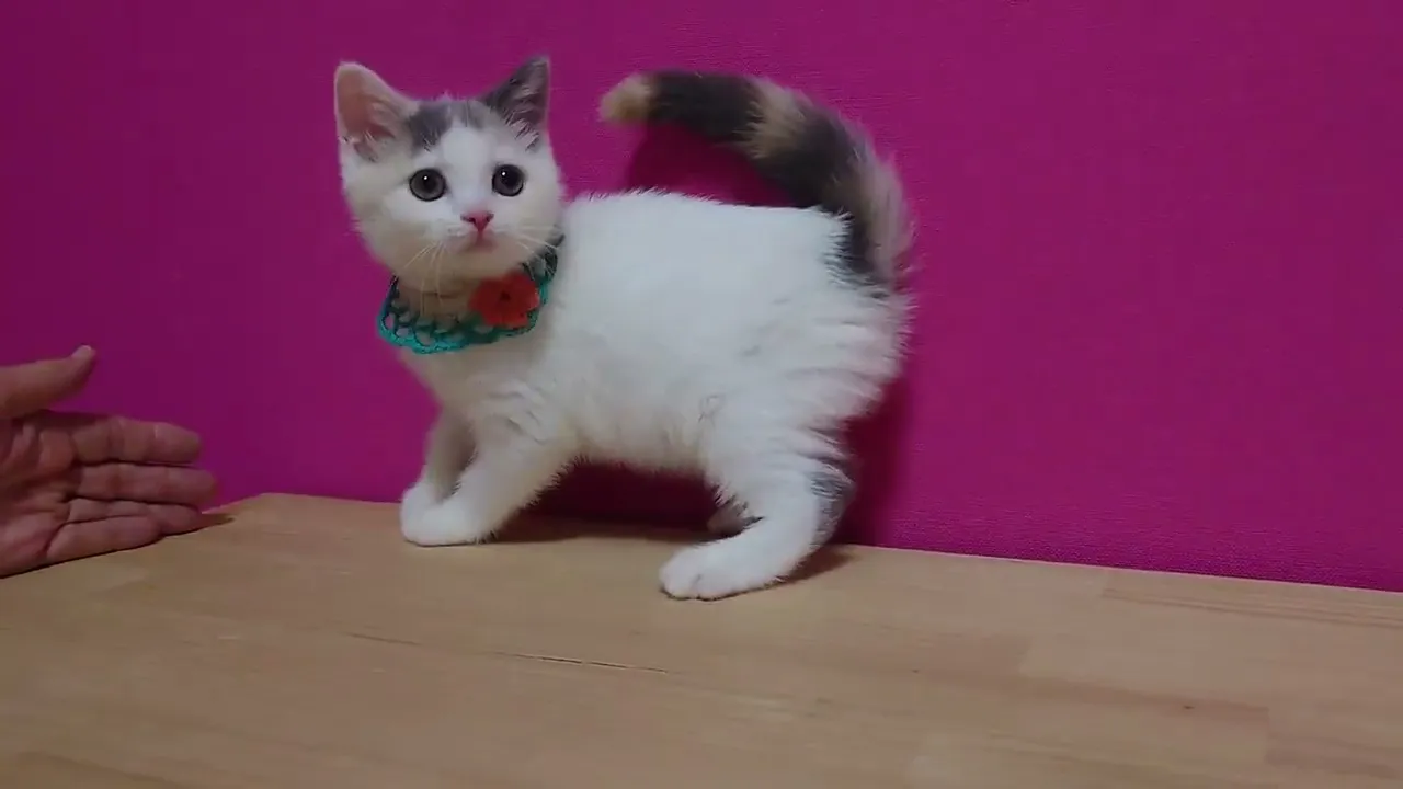 動画