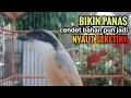 Download Lagu toet toet suara cendet gacor Di PAGI HARI sangat efektif buat Pancingan cendet diam agar cpt bunyi