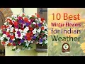 Lagu 10 Best Winter Flowers for Indian Weather