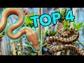 The Best Australian beginner Snakes