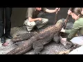 Komodo dragon receives veterinary acupuncture therapy at the Palm Beach Zoo Conservation