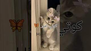 كوتي امور كوتي شطور اكسبلور Remix اشتراك لايك Music ترند تيك توك 