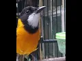Download Lagu BURUNG BIMOLI GACOR COCOK UNTUK MASTERAN BURUNG LAIN