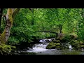 Download Lagu SONIDO de la NATURALEZA SIN música, SONIDOS del BOSQUE Relajante, Pájaros cantando y agua corriendo.