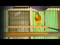 Download Lagu Kenari rasa red siskin